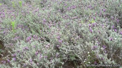 Lots of lavender at the lavender farm
