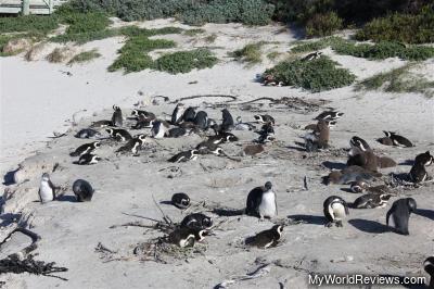 Penguins at Boulders Beach Penguin Colony