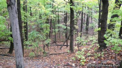 Inside the forest, on the Bruce Trail