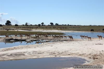 We saw many impala