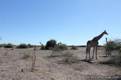 A group of 5 giraffe