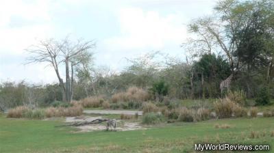 Animals on the Kilimanjaro Safaris