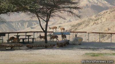 Scenery and wildlife in the area