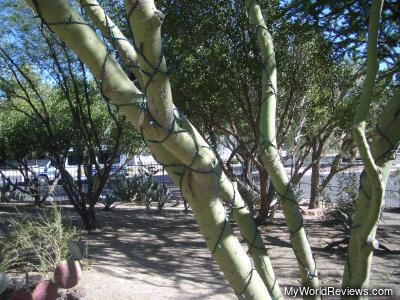 This cactus has been decorated for Christmas - it is covered in lights