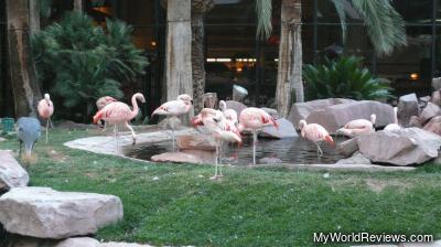 Flamingos