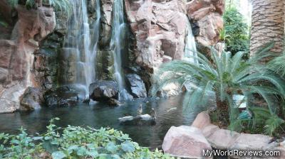 Two birds near a waterfall
