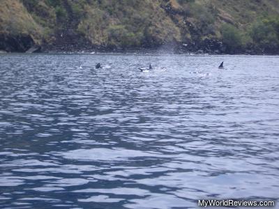 Dolphins in Kealakekua Bay
