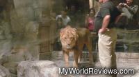 Lion and Trainers