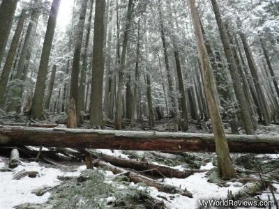 Snow covered trees along the trail