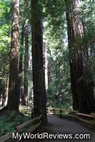 Paths in Muir Woods