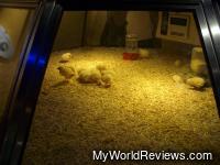 The Chick Hatchery