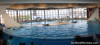 The dolphin show at the National Aquarium