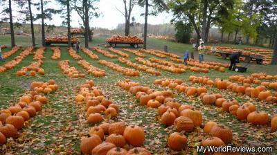The Main Pumpkin Patch