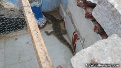 Pet crocodile for the family we visited