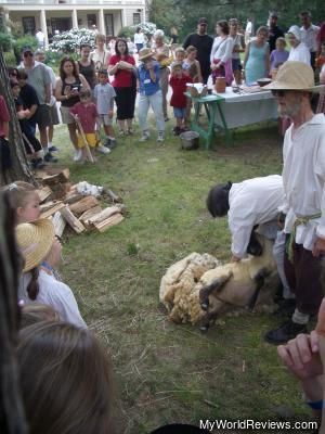 Sheep Shearing