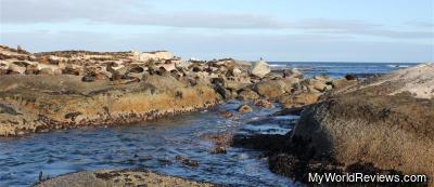 The Seals