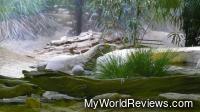 Komodo Dragon