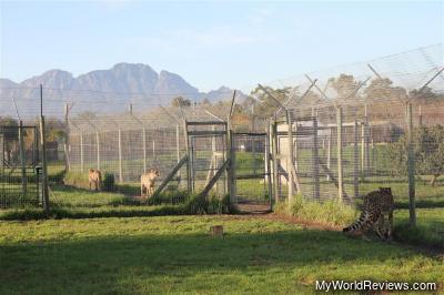 Cheetahs in the wildlife habitat