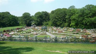 The Rose Garden