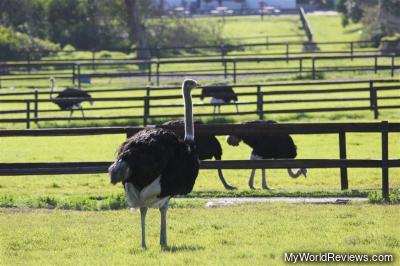 Ostrich farm on the side of the road