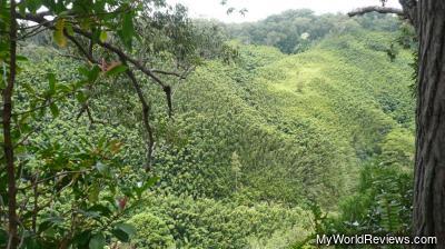 Large bamboo trees visible from the trail