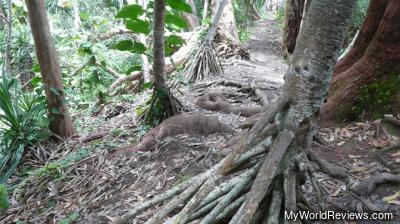 Some of the strange trees on the trail