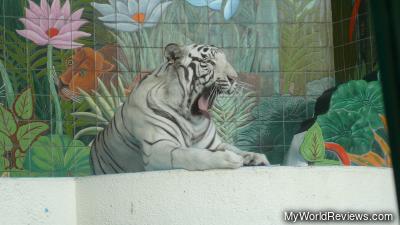 The white tiger yawning