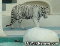 White tiger moving around