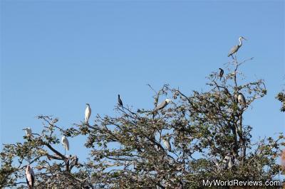 Many varieties of birds at the hippo pond